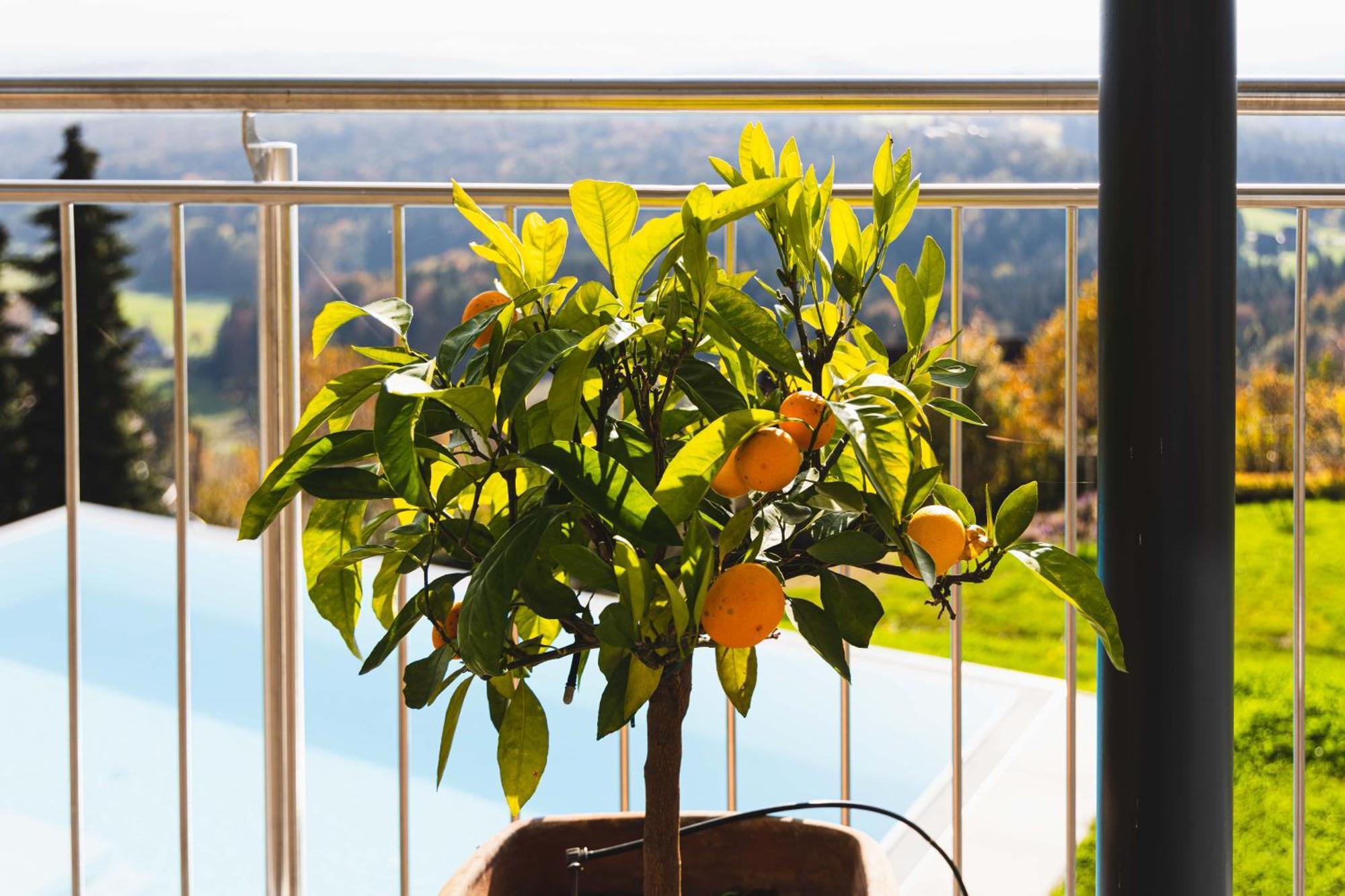 Greim15 --- Ganzes Ferienhaus Mit Fernsicht, Pool, Wellness ดอยช์แลนด์แบร์ก ภายนอก รูปภาพ
